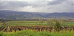 Landwirtschaft (u.a. Wein) - Bekaa-Ebene
