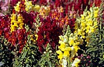 Löwenmäulchen (Antirrhinum) - Damaskus
