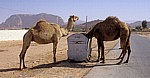 Kamele bedienen sich an einer MÃ¼lltonne - Nefud