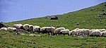 Jakobsweg (Navarrischer Weg): Manech-Schafe - Pyrenäen (F)
