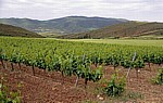 Jakobsweg (Camino Francés): Weinberge  - Navarra