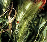 Jakobsweg (Camino Francés): Zwischen Logroño und Navarrete - La Rioja