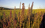 Jakobsweg (Camino Francés): Natternkopf (Echium vulgare) im Morgenlicht - Castilla y León