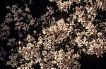Magnolienblüten (Magnolia) - Osnabrück