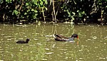 Teichralle (Teichhuhn, Gallinula chloropus) mit Küken - Crick
