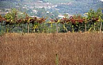 Jakobsweg (Caminho Português): Wein inmitten der Felder - Rubiães