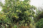 Jakobsweg (Caminho Português): Edelkastanie (Eßkastanie, Castanea sativa) - Rubiães