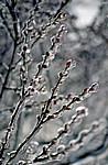 Rubbenbruchsee: Eisregen (Weidenkätzchen) - Osnabrück