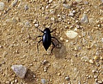Jakobsweg (Camino Francés): Käfer (Coleoptera) - Castilla y León