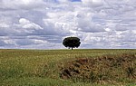 Jakobsweg (Camino Francés): Einsamer Baum in der Tierra de Campos (Meseta) - Castilla y León