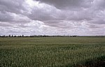 Jakobsweg (Camino Francés): Meseta - Weizenfelder - Castilla y León