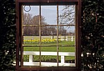 Keukenhof: Blick durch ein Heckenfenster auf Narzissen - Lisse