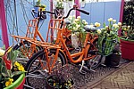 Keukenhof: Fahrräder mit Blumenschmuck - Lisse