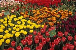Keukenhof: Tulpen-(Tulipa) Ausstellung - Lisse