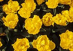 Keukenhof: Tulpenblüten (Tulipa Gironde) - Lisse