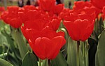Keukenhof: Tulpenbl?ten (Tulipa) - Lisse