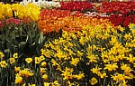 Keukenhof: Tulpen-(Tulipa) und Narzissen-(Narcissus) Ausstellung - Lisse