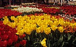 Keukenhof: Tulpen-(Tulipa) Ausstellung - Lisse