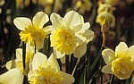 Narzissenblüten (Narcissus) - Lisse