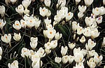 Keukenhof: Weiße Krokusse (Crocus) - Lisse