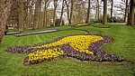 Keukenhof: Krokusrabatten (Crocus) - Lisse