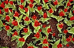 Keukenhof: Rote Tulpen (Tulipa) - Lisse