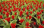 Keukenhof: Rote Tulpen (Tulipa) - Lisse