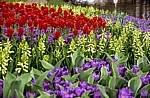 Keukenhof: Tulpen (Tulipa) mit Krokussen (Crocus) und Hyazinthen (Hyacinthus) - Lisse