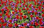 Keukenhof: Rote Tulpen (Tulipa) und blaue Krokusse (Crocus) - Lisse