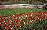 Keukenhof: Rote Tulpen (Tulipa) mit weißen Krokussen (Crocus) - Lisse