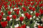 Keukenhof: Rote Tulpen (Tulipa) und weiße Krokusse (Crocus) - Lisse