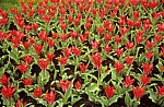 Keukenhof: Rote Tulpen (Tulipa) - Lisse