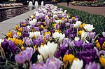 Keukenhof: Gemischte Krokusse (Crocus) - Lisse