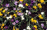 Keukenhof: Gemischte Krokusse (Crocus) - Lisse