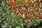 Keukenhof: Rote Tulpen (Tulipa) gemischt mit weißen Blumen - Lisse