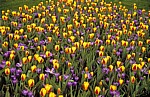 Keukenhof: Gelb-rote Tulpen (Tulipa) mit blauen Krokussen (Crocus) - Lisse