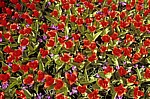 Keukenhof: Rote Tulpen (Tulipa) mit blauen Krokussen (Crocus) - Lisse