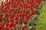 Keukenhof: Rote Tulpen (Tulipa) mit blauen Krokussen (Crocus) - Lisse