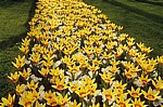 Keukenhof: Gelbe Tulpen (Tulipa) mit weißen Krokussen (Crocus) - Lisse