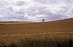 Jakobsweg (Camino Francés): Einsamer Baum in der Meseta - Castilla y León