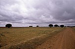 Jakobsweg (Camino Francés): Meseta – Calzada Romana: Wolken über vereinzelten Bäumen - Castilla y León