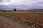 Jakobsweg (Camino Francés): Meseta – Calzada Romana: Einsamer Baum  - Castilla y León