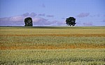 Jakobsweg (Camino Francés): Meseta – Calzada: Vereinzelte Bäume in den Weizenfeldern - Castilla y León
