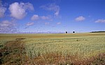 Jakobsweg (Camino Francés): Meseta – Calzada Romana: Weizenfelder - Castilla y León