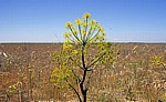 Jakobsweg (Camino Francés): Meseta – Calzada Romana: Fenchel-Blüte (Foeniculum vulgare) - Castilla y León
