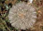Jakobsweg (Camino Francés): Meseta – Pusteblume (Taraxacum) - Castilla y León