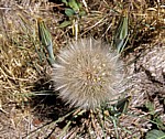 Jakobsweg (Camino Francés): Meseta – Pusteblume (Taraxacum) - Castilla y León