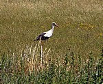Jakobsweg (Camino Francés): Weißstorch (Ciconia ciconia) - Castilla y León