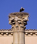 Plaza de Isidoro: Weißstörche (Ciconia ciconia) auf einer römischen Säule - León