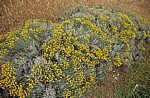 Jakobsweg (Camino Francés): Graues Heiligenkraut (Santolina chamaecyparissus) - Castilla y León
